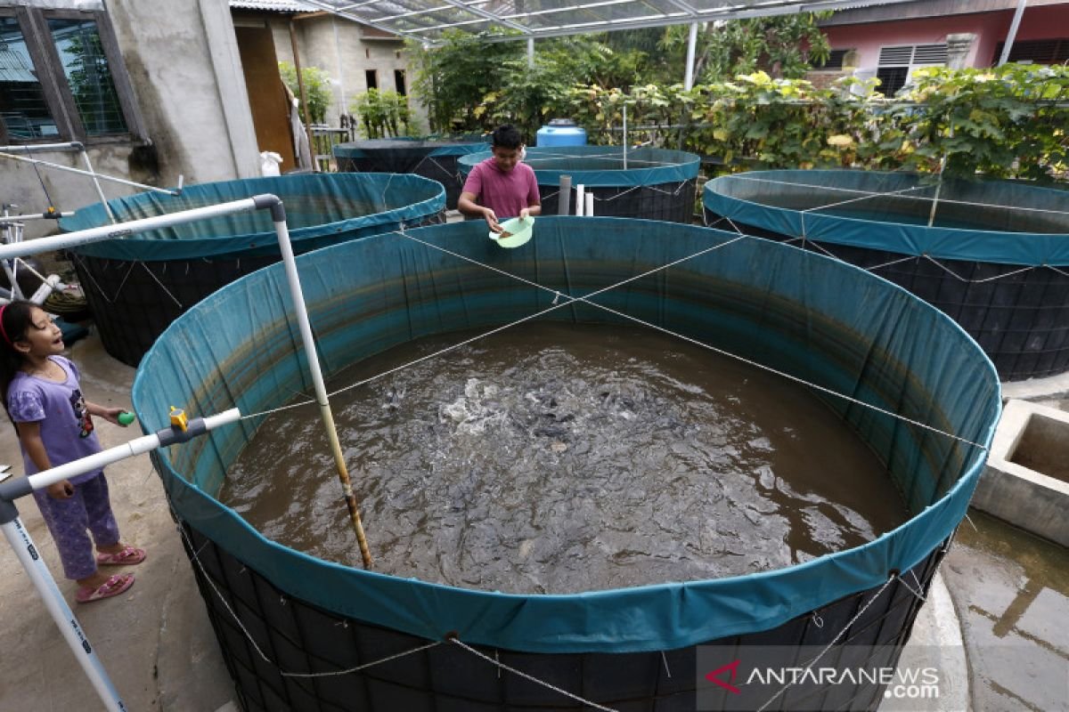 Peluang Budidaya Ikan Lele yang Menguntungkan dengan Sistem Bioflok